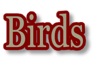 Birds
